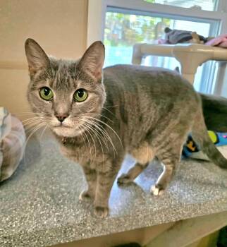 Rescue Tabby Cats for Adoption in Penns Grove, New Jersey - Mercy | PetCurious