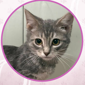 Rescue Domestic Short Hair Cats for Adoption in Toms River, New Jersey - Figgy Pudding | PetCurious