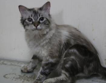 Rescue Himalayan Cats for Adoption in Brampton, Ontario - Amar | PetCurious