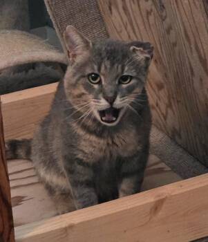 Mario -  Domestic Short Hair Cat for Adoption in Arthur, Ontario - Mario | PetCurious