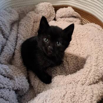 Domestic Short Hair Cats Available for Adoption in Talent, Oregon - Cosmo (red) | PetCurious