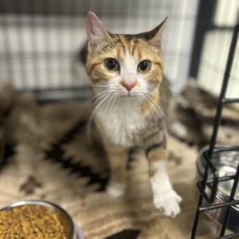 Domestic Short Hair Cats Available for Adoption - Teenie | PetCurious