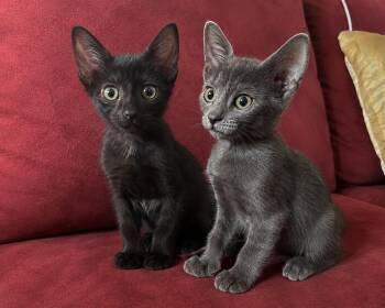 Spidey and Biggie -  Extra Toes Cat Hemingway Polydactyl Cat for Adoption - Spidey And Biggie | PetCurious
