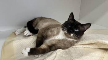 Opie -  Snowshoe and Domestic Short Hair Cat for Adoption in Chestertown, Maryland - Opie | PetCurious