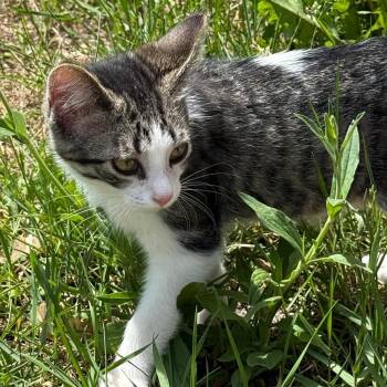 KODA -  Domestic Short Hair Cat for Adoption in Gresham, Wisconsin - KODA | PetCurious