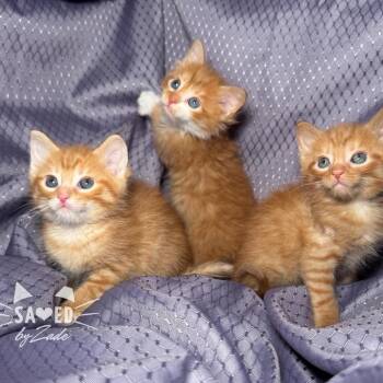 K 56103 -  Domestic Short Hair Cat for Adoption in Eaton Rapids, Michigan - K 56103 | PetCurious