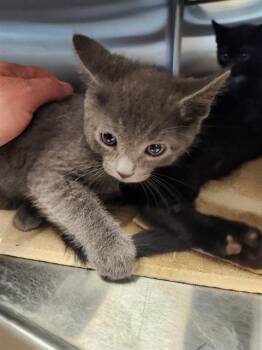 Domestic Short Hair Cats Available for Adoption in Sacramento, California - SMOKE | PetCurious