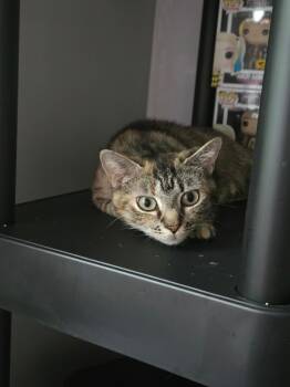 Tanya -  Domestic Short Hair Cat for Adoption in Roxbury Township, New Jersey - Tanya | PetCurious