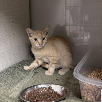 little peanut -  Domestic Short Hair Cat for Adoption in Yuma, Arizona - Little Peanut | PetCurious