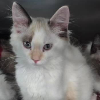 Otama -  Domestic Medium Hair Cat for Adoption in Fairmont, West Virginia - Otama | PetCurious
