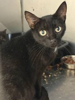 Tara -  Domestic Short Hair Cat for Adoption in Bossier City, Louisiana - Tara | PetCurious