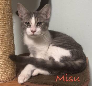 Misu -  Domestic Short Hair Cat for Adoption in Longwood, Florida - Misu | PetCurious