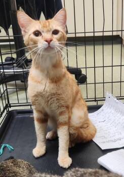 TOLKKEIN -  Domestic Short Hair Cat for Adoption in Burbank, California - TOLKKEIN | PetCurious