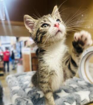 Domestic Short Hair Cats Available for Adoption in Fairfax, Virginia - Float | PetCurious