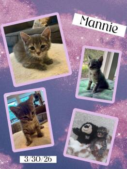 Mannie -  Domestic Short Hair Cat for Adoption in Ogden, Utah - Mannie | PetCurious
