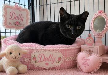 Dolly -  Domestic Short Hair Cat for Adoption in Washington Court House, Ohio - Dolly | PetCurious