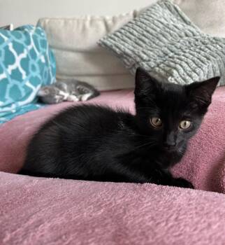 Hilda -  Domestic Short Hair Cat for Adoption in Franklin, Tennessee - Hilda | PetCurious