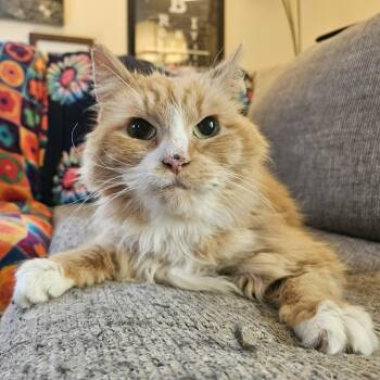 Domestic Long Hair Cats Available for Adoption in Scranton, Pennsylvania - Marmalade | PetCurious