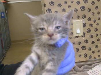A926984 -  Domestic Short Hair Cat for Adoption in Sacramento, California - A926984 | PetCurious