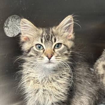 Chippy Dippy Dopey Dub -  Domestic Medium Hair Cat for Adoption in Davenport, Iowa - Chippy Dippy Dopey Dub | PetCurious