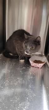 Spot -  Domestic Short Hair Cat for Adoption in West Chester, Pennsylvania - Spot | PetCurious
