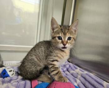 Miley -  Domestic Short Hair Cat for Adoption in Dickson, Tennessee - Miley | PetCurious
