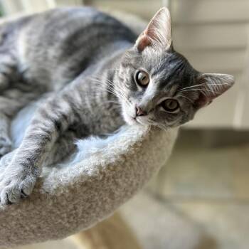 Domestic Short Hair Cats Available for Adoption - Gleek | PetCurious