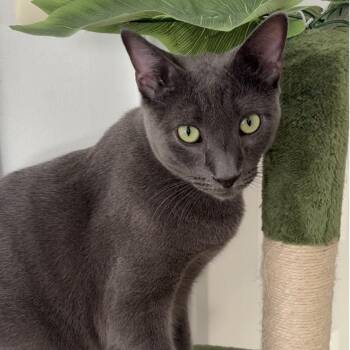 Alex -  Russian Blue Cat for Adoption in Davie, Florida - Alex | PetCurious