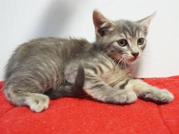 EPSILON -  Domestic Short Hair Cat for Adoption in Sacramento, California - EPSILON | PetCurious