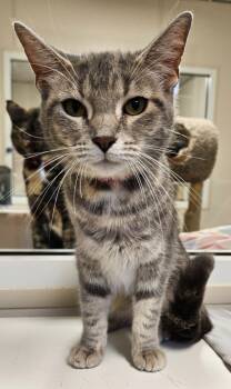 Rescue Domestic Short Hair Cats for Adoption in Fremont, Ohio - Ash | PetCurious