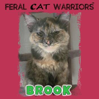 Domestic Medium Hair Cats Available for Adoption - Brook Sd | PetCurious