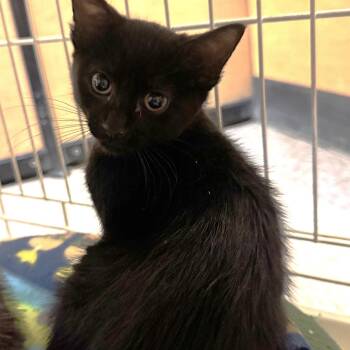 Etta -  Domestic Short Hair Cat for Adoption in Albuquerque, New Mexico - Etta | PetCurious