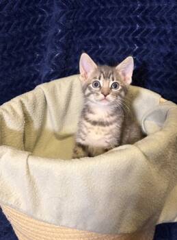 Rescue Domestic Short Hair Cats for Adoption in Burlington, Wisconsin - Stuffing | PetCurious