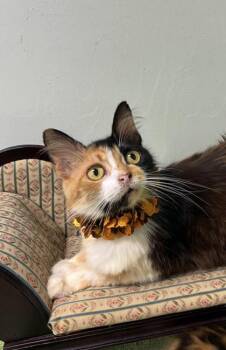 Pumpkin -  Cymric and Domestic Short Hair Cat Available for Adoption in Picayune, Mississippi - Pumpkin | PetCurious