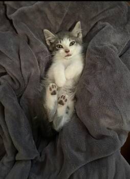 Domestic Short Hair Cats Available for Adoption - Joel | PetCurious