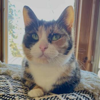Domestic Short Hair Cats Available for Adoption - Sage | PetCurious