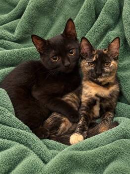 Lilo and Torti -  Domestic Short Hair Cat for Adoption in Waltham, Massachusetts - Lilo And Torti | PetCurious