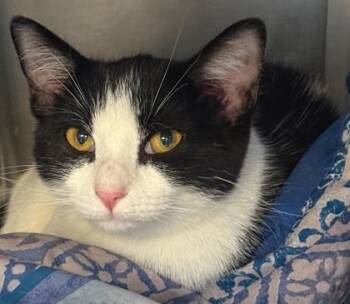 Domestic Short Hair Cats Available for Adoption - Jordi | PetCurious