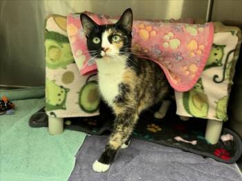 Domestic Short Hair Cats Available for Adoption in Derwood, Maryland - HARLEY DAVIDSON | PetCurious