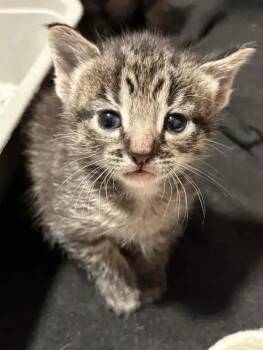 Domestic Short Hair Cats Available for Adoption in Wyoming, Michigan - Stempy | PetCurious