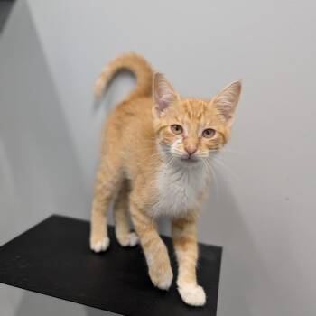 Zuppa -  Domestic Short Hair Cat for Adoption in Cape Girardeau, Missouri - Zuppa | PetCurious