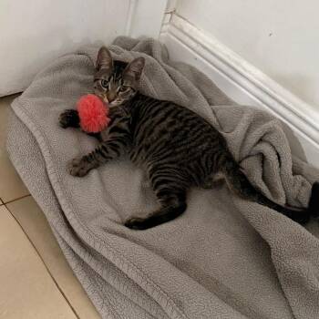 Mikey -  Domestic Short Hair Cat for Adoption in Boston, Massachusetts - Mikey | PetCurious