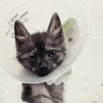 Koska -  Domestic Short Hair Cat for Adoption in Brentwood, Missouri - Koska | PetCurious