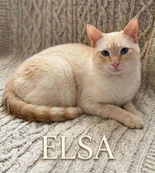 Elsa -  Siamese and Tabby Cat for Adoption in Wyandotte, Michigan - Elsa | PetCurious