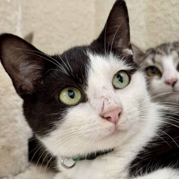 Rescue Domestic Short Hair Cats for Adoption in Winchendon, Massachusetts - Monica | PetCurious