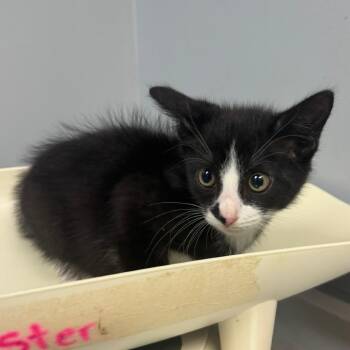 Crypt Keeper -  Domestic Medium Hair Cat for Adoption in Columbus, Georgia - Crypt Keeper | PetCurious