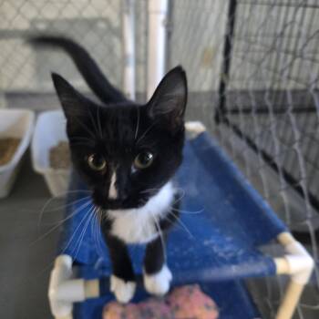 Rescue Domestic Short Hair Cats for Adoption in Iowa Falls, Iowa - Hailey | PetCurious