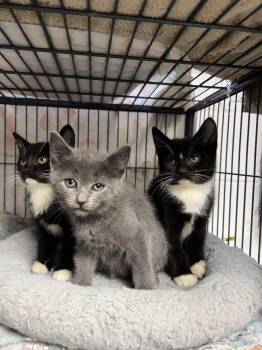 The girls! -  Chartreux and Domestic Short Hair Cat for Adoption in Ringwood, New Jersey - The Girls! | PetCurious