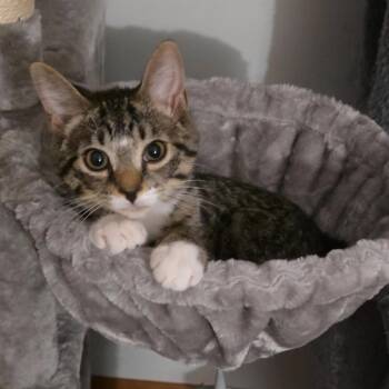 Jill ARC2026-471 -  Extra Toes Cat Hemingway Polydactyl Cat for Adoption in Akron, New York - Jill ARC2026-471 | PetCurious