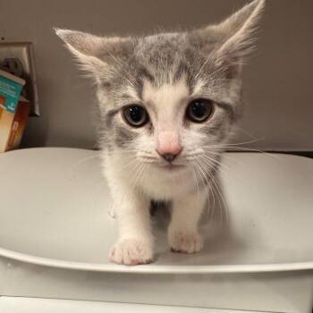 Cubb -  Domestic Short Hair Cat for Adoption in Chattanooga, Tennessee - Cubb | PetCurious